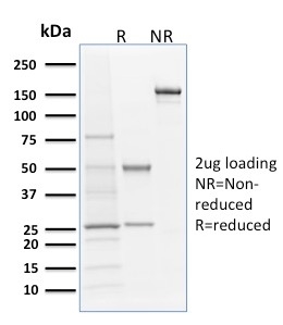 view_image-544 view image 544- Immunomart