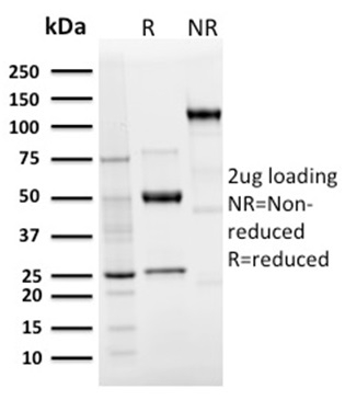 view_image-545 view image 545- Immunomart