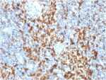 CD163 (Monocyte & Macrophage Marker) (M130/1210), 0.2mg/mL