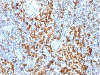 CD163 (Monocyte & Macrophage Marker) (M130/1210), 0.2mg/mL