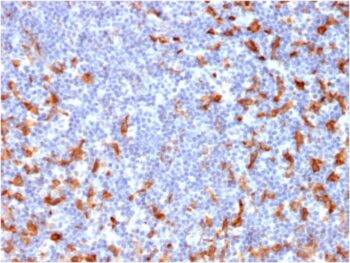 CD163 (Monocyte & Macrophage Marker)(M130/2162), Biotin conjugate, 0.1mg/mL