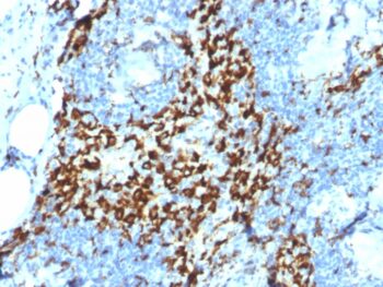CD163 (Monocyte & Macrophage Marker)(M130/2164), 0.2mg/mL