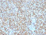 MCAM (Melanoma Cell Adhesion Molecule) / MUC18 / CD146(MCAM/3048), CF740 conjugate, 0.1mg/mL