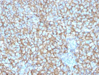 MCAM (Melanoma Cell Adhesion Molecule) / MUC18 / CD146(MCAM/3048), CF740 conjugate, 0.1mg/mL
