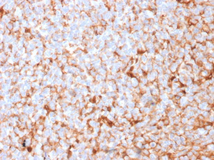 view_image-566 view image 566- Immunomart