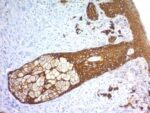 Cytokeratin, Basic (Type II or HMW) (Epithelial Marker) (KRTH/1576R), CF647 conjugate, 0.1mg/mL