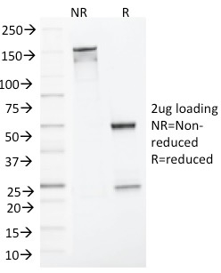 MLH1 (MutL Homolog 1)(MLH1/1324), CF568 conjugate, 0.1mg/mL