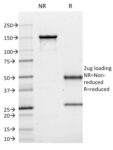 CD10 (Membrane Metalloendopeptidase)(MME/1620), CF594 conjugate, 0.1mg/mL