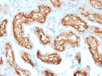 CD10 (Membrane Metalloendopeptidase) (MME/1870), 0.2mg/mL