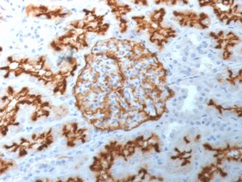 CD10 (Membrane Metalloendopeptidase)(MME/1892), 1mg/mL
