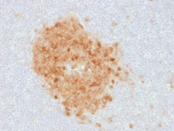 CD10 (Membrane Metalloendopeptidase) (MME/1893), CF568 conjugate, 0.1mg/mL