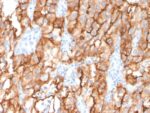 CD10 (Membrane Metalloendopeptidase)(MME/2579), CF594 conjugate, 0.1mg/mL