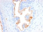 CD10 (Membrane Metalloendopeptidase)(MME/2580), CF740 conjugate, 0.1mg/mL