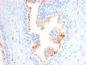 CD10 (Membrane Metalloendopeptidase)(MME/2580), CF740 conjugate, 0.1mg/mL