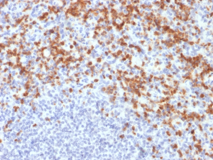 view_image-583 view image 583- Immunomart