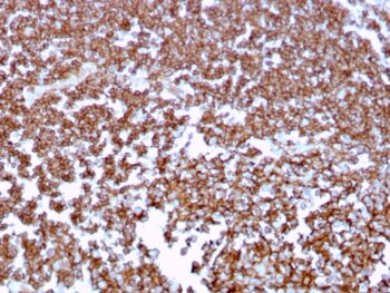 CD20 / MS4A1 (B-Cell Marker)(MS4A1/3409), CF568 conjugate, 0.1mg/mL