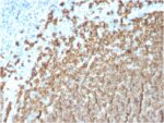 CD20/ MS4A1 (B-Cell Marker)(MS4A1/3411), CF647 conjugate, 0.1mg/mL