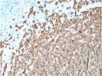 CD20/ MS4A1 (B-Cell Marker)(MS4A1/3411), CF647 conjugate, 0.1mg/mL