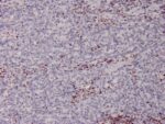 MSH2 (DNA Mismatch Repair Marker)(MSH2/2622), CF568 conjugate, 0.1mg/mL