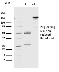 Geminin / DNA Replication Inhibitor(CPTC-GMMN-1), CF568 conjugate, 0.1mg/mL