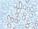 MSH6 (DNA Mismatch Repair Protein)(MSH6/3089), CF568 conjugate, 0.1mg/mL 1 view_image-591
