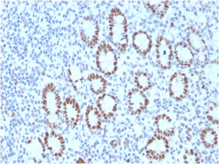 view_image-591 view image 591- Immunomart