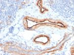 MTF1(MTF1/2649), CF568 conjugate, 0.1mg/mL 1 view_image-598