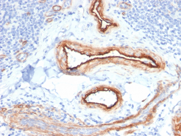 view_image-598 view image 598- Immunomart