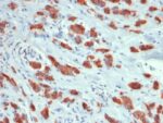 MUC1 / CA15-3 / EMA / CD227 (Epithelial Marker) (MUC1/1887R), CF568 conjugate, 0.1mg/mL