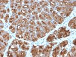 MUC1 / CA15-3 / EMA / CD227 (Epithelial Marker)(MUC1/2818R), CF568 conjugate, 0.1mg/mL