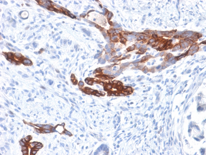 view_image-606 view image 606- Immunomart