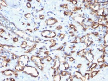 CD34 (Hematopoietic Stem Cell & Endothelial Marker)(N/A), 0.2mg/mL