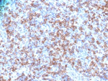 CD8A (Cytotoxic- & Suppressor T-Cell Marker)(N/A), CF488A conjugate, 0.1mg/mL