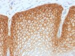 CD44v4 (Marker of Tumor Metastasis) (CD44v4/1700R), CF647 conjugate, 0.1mg/mL