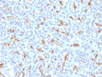 CFTR (Cystic Fibrosis Transmembrane Conductance Regulator)(N/A), CF405S conjugate, 0.1mg/mL