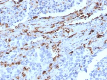 Napsin A (Lung Adenocarcinoma Marker)(NAPSA/3309), CF568 conjugate, 0.1mg/mL