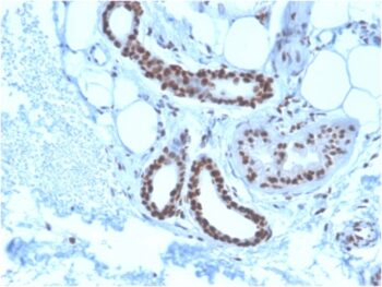 Nucleophosmin (Acute Myeloid Leukemia Marker)(NPM1/3285), CF647 conjugate, 0.1mg/mL