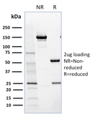 NRF1(NRF1/2609), CF488A conjugate, 0.1mg/mL