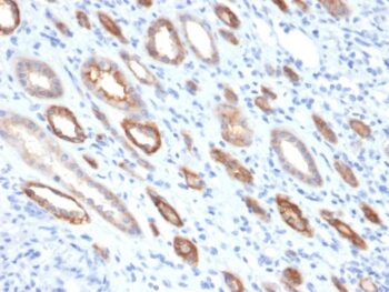Occludin (Marker of Early Blood Brain Barrier Damage)(OCLN/2181), CF740 conjugate, 0.1mg/mL