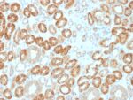 Occludin (OCLN) (Tight Junctions Marker)(OCLN/2183), CF647 conjugate, 0.1mg/mL