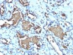 Glycophorin A / CD235a (Erythrocyte Marker) (GYPA/1725R), CF488A conjugate, 0.1mg/mL