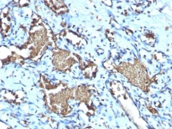 Glycophorin A / CD235a (Erythrocyte Marker) (GYPA/1725R), CF488A conjugate, 0.1mg/mL