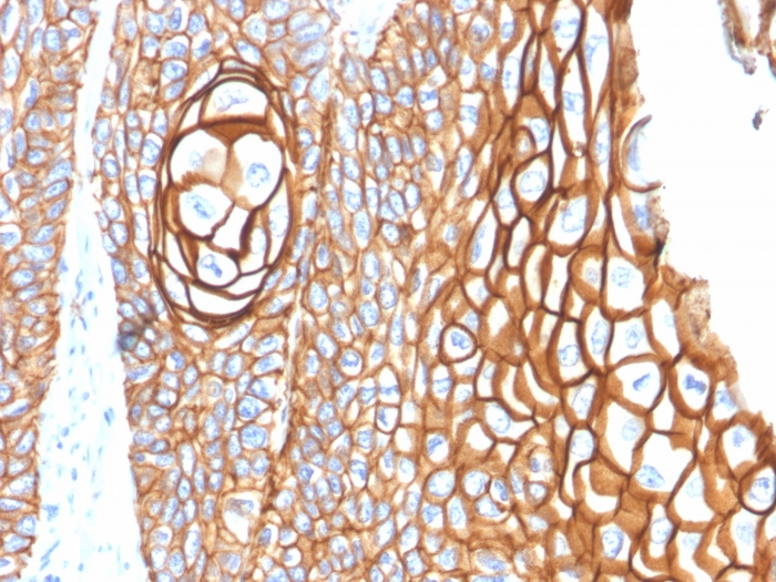 view_image-650 view image 650- Immunomart