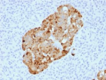 Chromogranin A / CHGA (Neuroendocrine Marker) (CHGA/1731R), CF488A conjugate, 0.1mg/mL