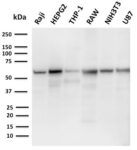 PD-L2 / PDCD1LG2 / CD273(PDL2/2676), CF568 conjugate, 0.1mg/mL 1 view_image-669