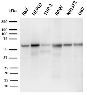 view_image-669 view image 669- Immunomart