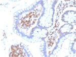 view_image-67-1