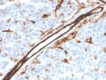 CD31 / PECAM-1 (Endothelial Cell Marker)(PECAM1/3526), CF647 conjugate, 0.1mg/mL 1 view_image-670