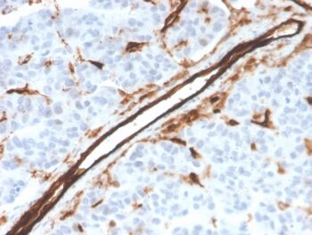 CD31 / PECAM-1 (Endothelial Cell Marker)(PECAM1/3526), 0.2mg/mL