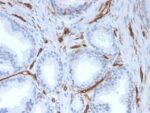 CD31 / PECAM-1 (Endothelial Cell Marker)(PECAM1/3527), CF405S conjugate, 0.1mg/mL 1 view_image-671